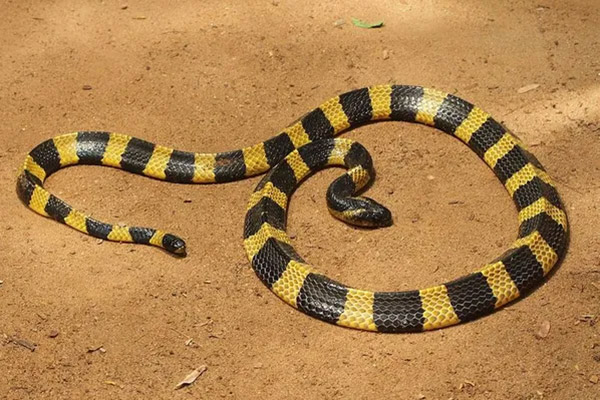 Common Krait