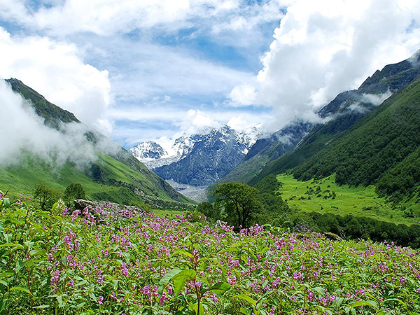 Valley of Flowers