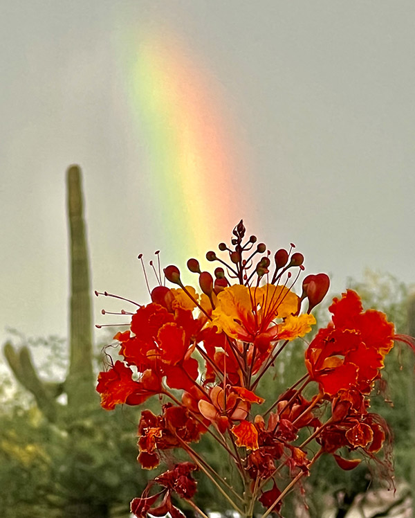 Sonoran Rainbow