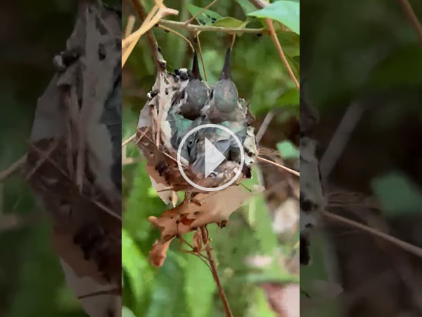 Hummingbirds