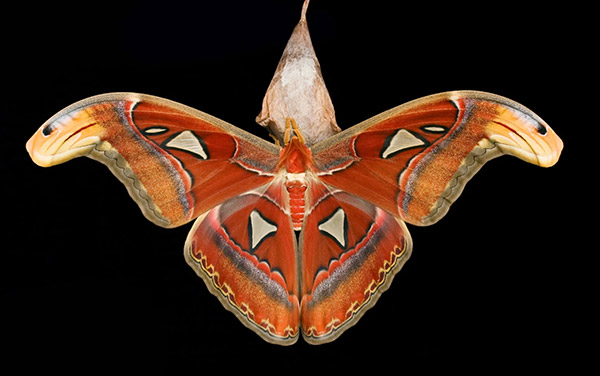 Atlas Moth