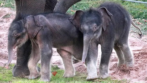 Baby Elephants