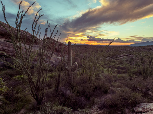 Saguaro National Park