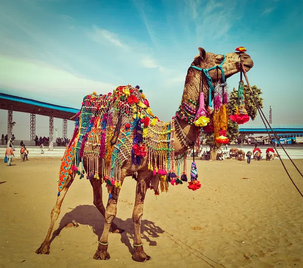 Thar Camel