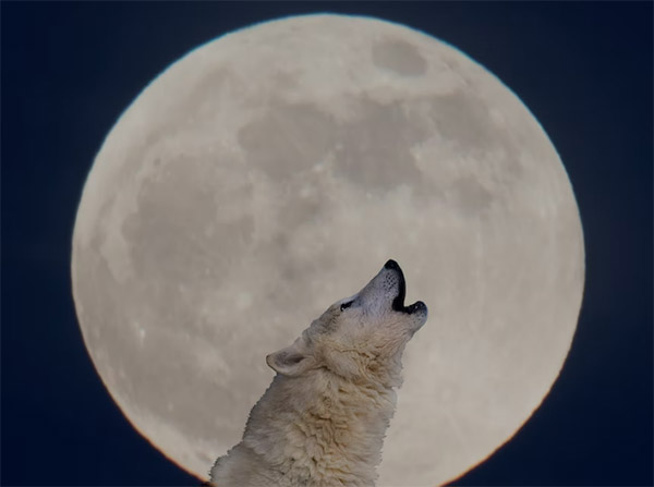 The Wolf Moon