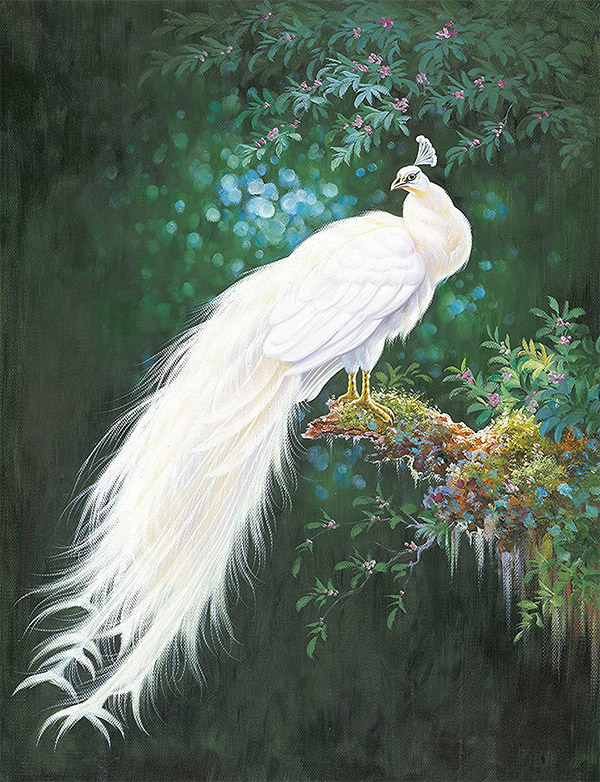 White Peacock
