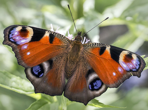 Moth
