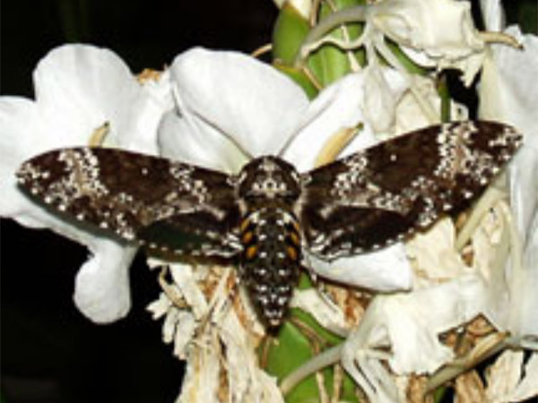Sphinx Moth