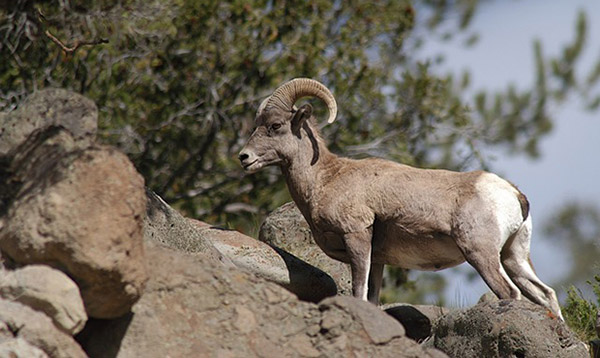 Bighorn Sheep