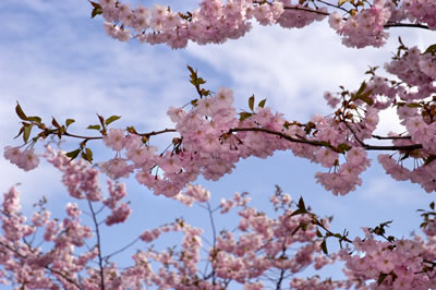 pink-blossoms-tree.jpg