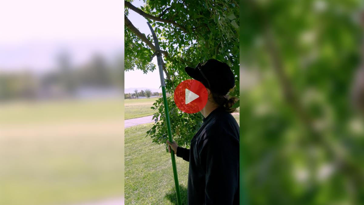 city forester in dark clothing pruning a tree in a park