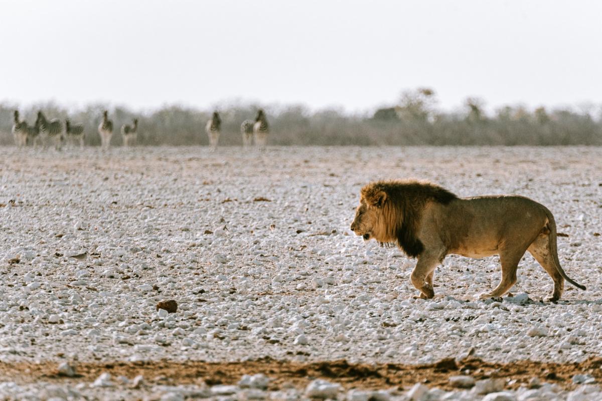 Etosha lion in Namibia
