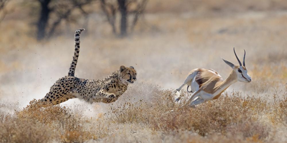 Etosha cheetah chasing springbuck