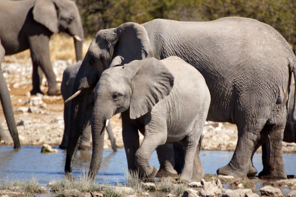 Namibia Safari elephants in Etosha