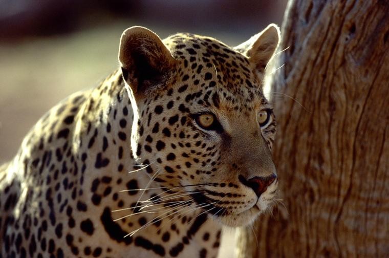  Okonjima leopard on Namibia Safari
