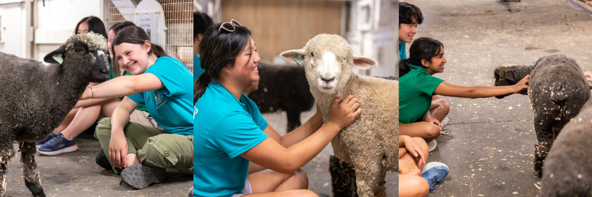 Teen Kelsey Creek Farm volunteers socialize with lambs in the barn