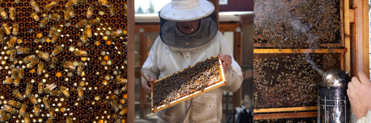 Beekeeper at Kelsey Creek Farm holds up a frame from a hive of honey bees