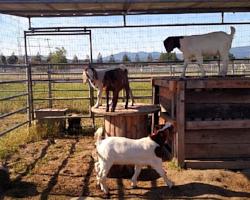 Goats are cared for by 4-H youth.
Photo by Katie Oxford