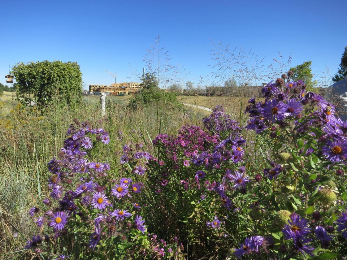 Denver Parks and Rec Asters.jpg