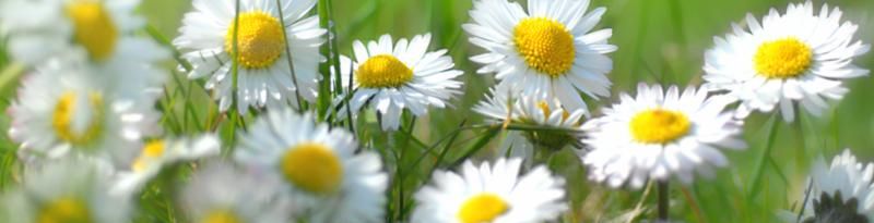 spring_flowers_field.jpg