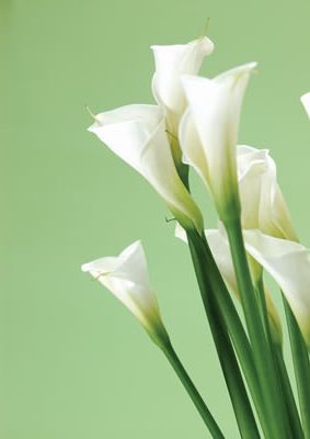 white-callalilies.jpg