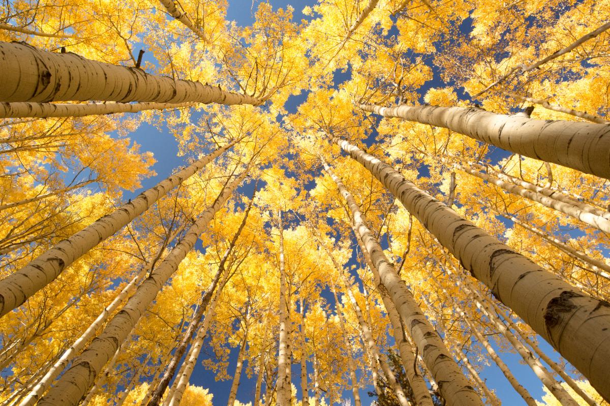 View of golden aspen leaves