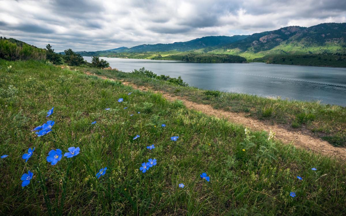Wildflowers in front of foothills lake