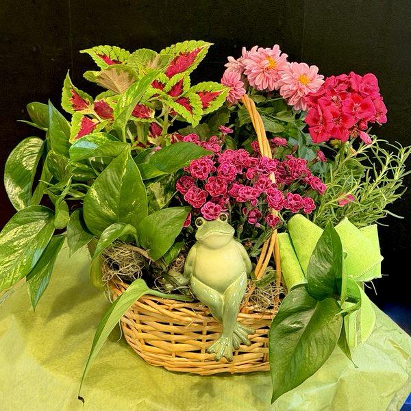 Mr. Toad's Secret Garden — enchanting garden basket with vibrant blooms and ceramic frog