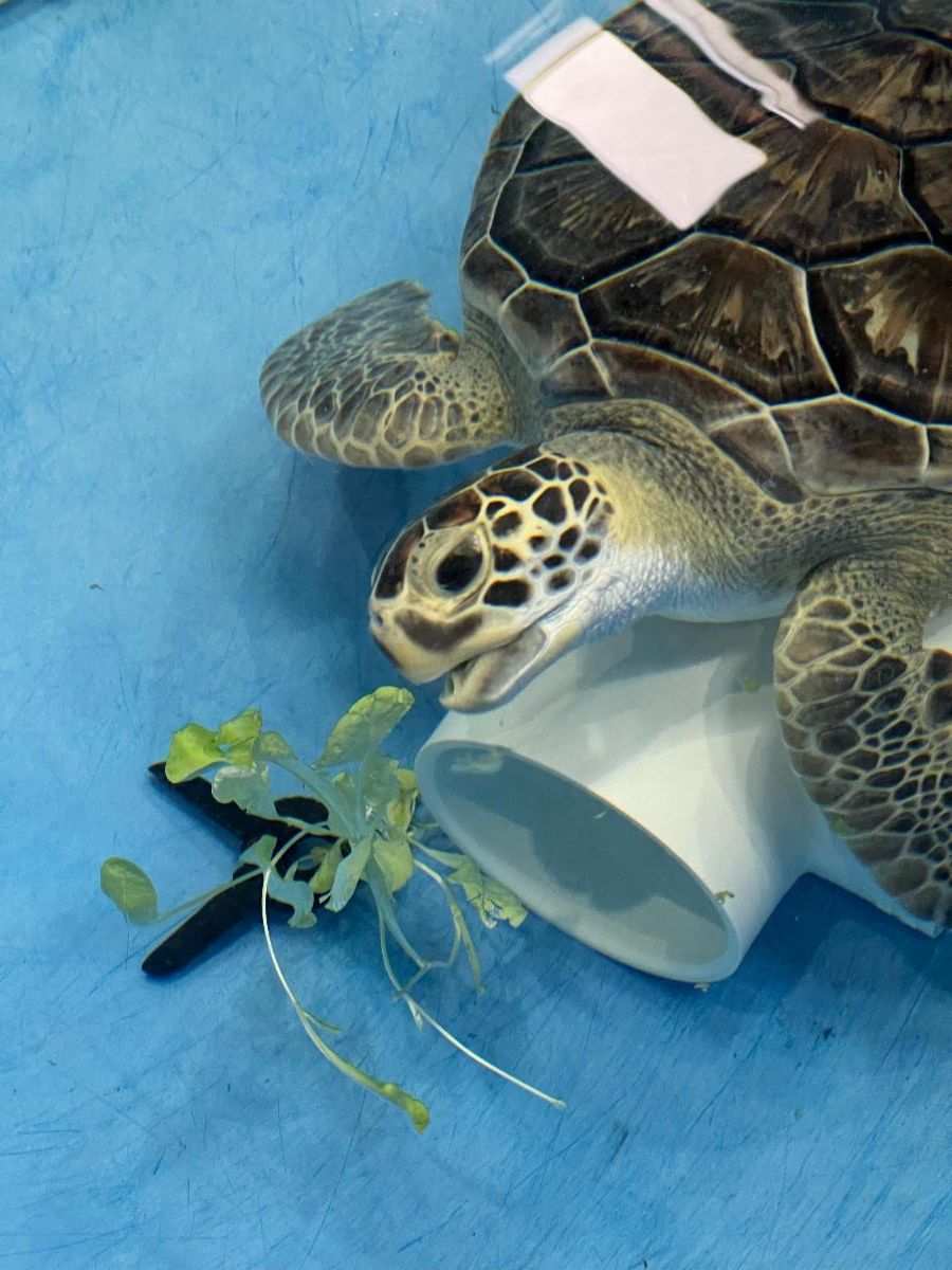 Sea Turtle Release!