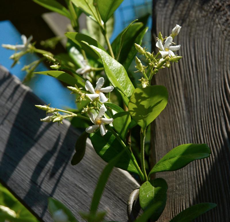 Confederate Jasmine in bloom (photo courtesy of Wikimedia Commons)