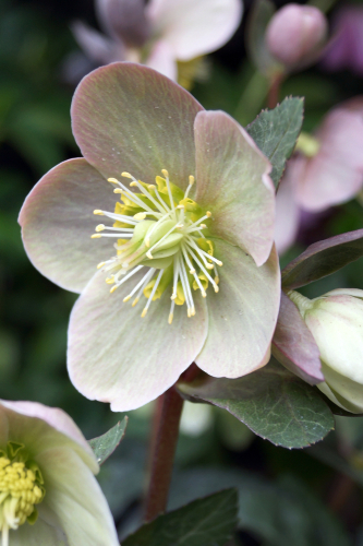 Vertical closeup of the single flower of Moonlit Marble Lenten rose  Helleborus   ballardiae  Spring Party  