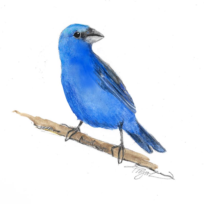 indigo bunting|400