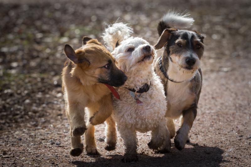 three_small_dogs_running.jpg