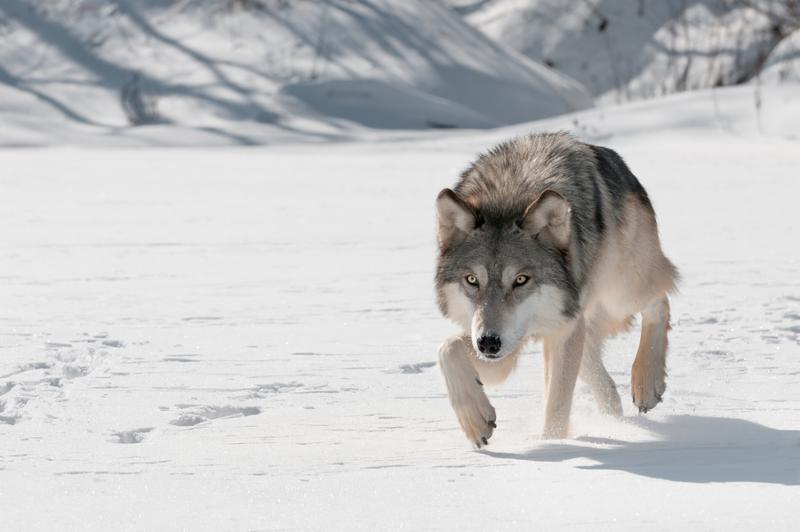 wolf_arctic_snow.jpg