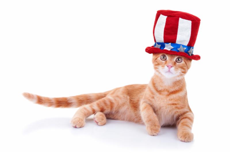 patriotic_cat.jpg