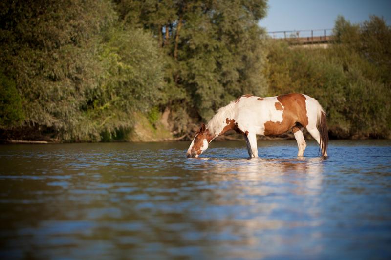 Red and white horse drinks water from the river. Horses on the river.