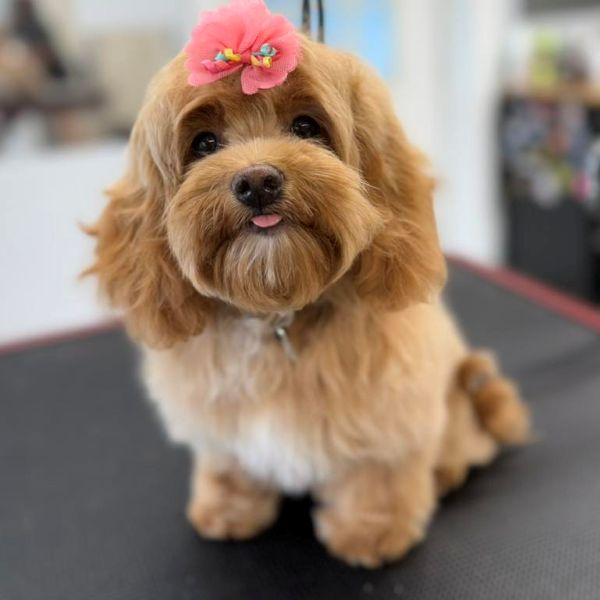 Fluffy brown dog with flower bow
