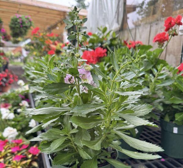 Image of budding Angelonia flowers