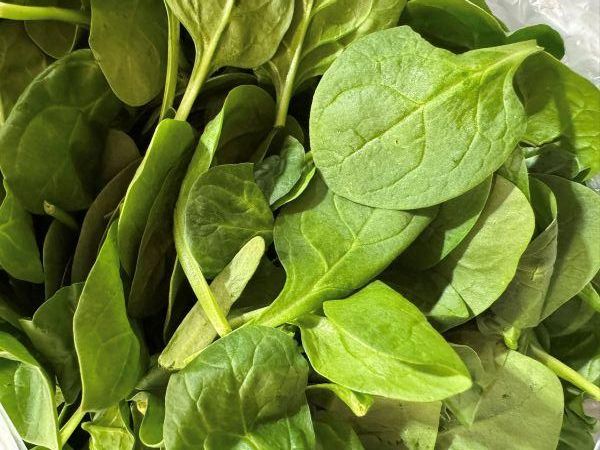 Close up of baby spinach