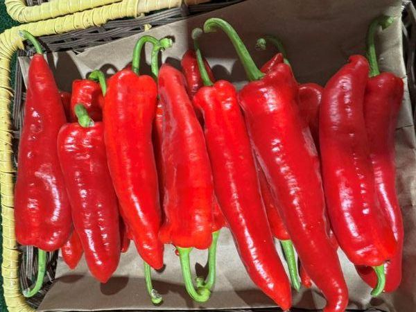 a row of red peppers in a crate