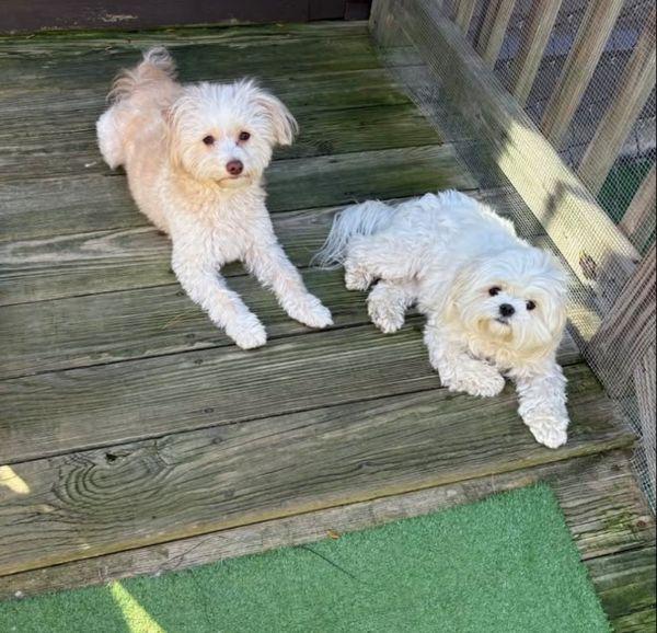 Image of two small white dogs laying together outside on a patio