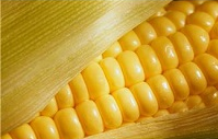 corn on the cob