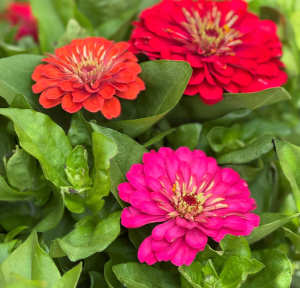 Close up of three Zinnia red and pink flowers