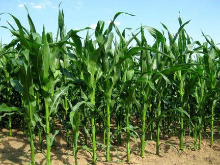corn stalks