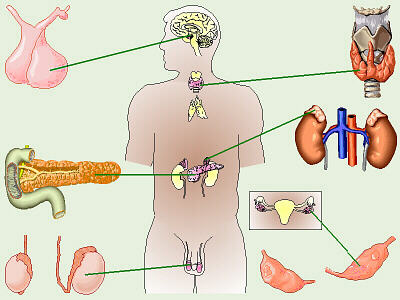 Endocrine Glands