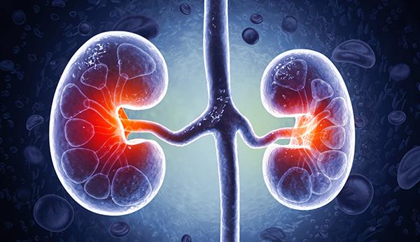 Illustration of kidneys