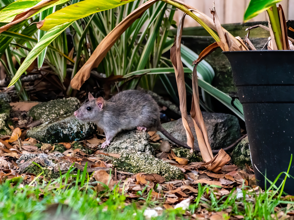 Gray rat sits on rock in landscaping materials