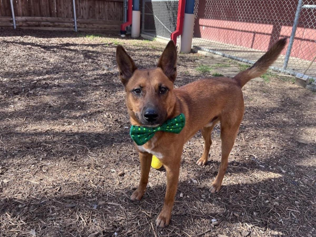 Rust colored dog with pointy ears wearing a great bowtie