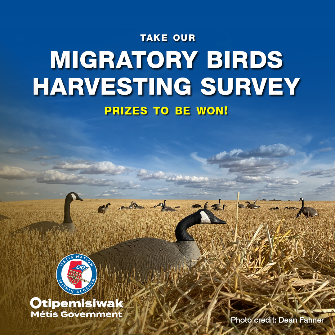 Migratory Bird Survey Poster, geese sitting in field of hay, blue sky