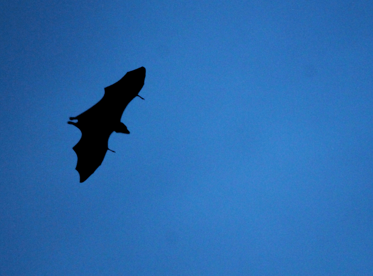 May Wildfire Update, 2021 Conservation Award, events, project updates